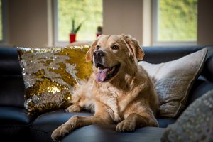 Can Dogs Eat Dried Cranberries? Can Dogs Eat Cashews?